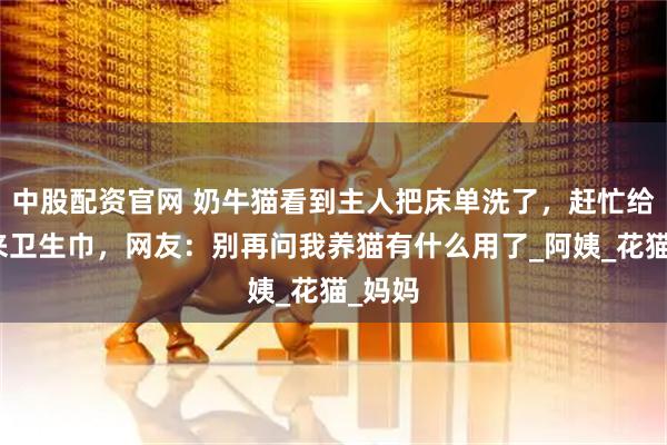 中股配资官网 奶牛猫看到主人把床单洗了，赶忙给她叼来卫生巾，网友：别再问我养猫有什么用了_阿姨_花猫_妈妈