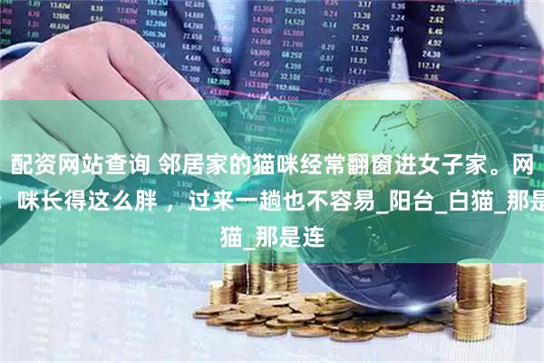 配资网站查询 邻居家的猫咪经常翻窗进女子家。网友：咪长得这么胖 ，过来一趟也不容易_阳台_白猫_那是连